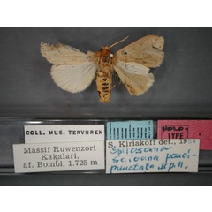 /filer/webapps/moths/media/images/P/paucipunctata_Eyralpenus_HT_RMCA_01.jpg