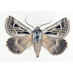 /filer/webapps/moths/media/images/A/albivenata_Euonychodes_AF_TMSA_02.jpg