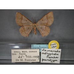 /filer/webapps/moths/media/images/A/astyphela_Zamarada_PT_RMCA_01.jpg