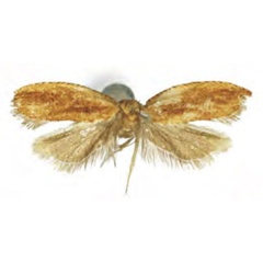 /filer/webapps/moths/media/images/T/tryssops_Ancylis_HT_RMCA.jpg