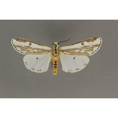 /filer/webapps/moths/media/images/V/venusta_Amsactarctia_AM_BMNH.jpg