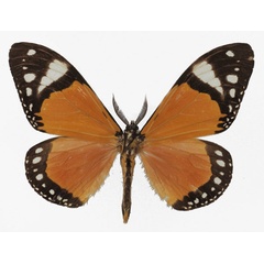 /filer/webapps/moths/media/images/P/permagnifica_Otroeda_AM_Basquina.jpg