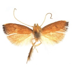 /filer/webapps/moths/media/images/H/hirtitibia_Corymbus_HT_NHMO.jpg