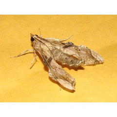 /filer/webapps/moths/media/images/M/meticulosalis_Terastia_A_Goff_02.jpg