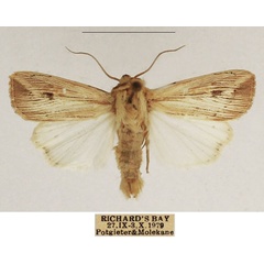 /filer/webapps/moths/media/images/P/pinna_Leucania_AM_TMSA_01.jpg