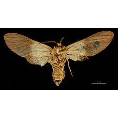 /filer/webapps/moths/media/images/A/alberici_Apisa_AT_RBINSb.jpg