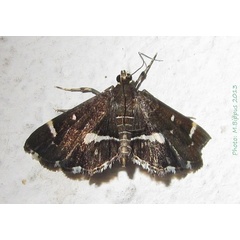 /filer/webapps/moths/media/images/P/perspectalis_Hymenia_A_Bippus_01.jpg