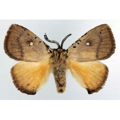 /filer/webapps/moths/media/images/C/crawshayi_Chrysopoloma_AM_Basquin.jpg