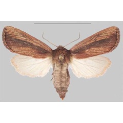/filer/webapps/moths/media/images/S/scotochroa_Sciomesa_AF_MNHNa.jpg
