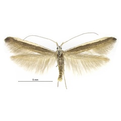 /filer/webapps/moths/media/images/N/namaqua_Coleophora_PTM_ZMHB.jpg