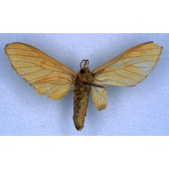 /filer/webapps/moths/media/images/G/ghesquierei_Rhipidarctia_PT_RMCA_02.jpg