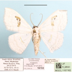 /filer/webapps/moths/media/images/D/digammata_Problepsis_A_MGCL.JPG