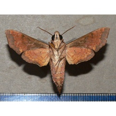 /filer/webapps/moths/media/images/S/spiritus_Temnora_A_Goff_02.jpg