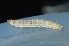 Anatrachyntis simplex