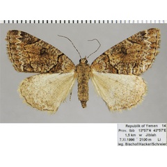 /filer/webapps/moths/media/images/G/guichardi_Xylopteryx_AF_ZSM.jpg