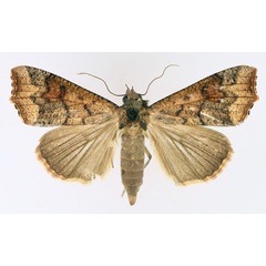 /filer/webapps/moths/media/images/S/sabulifera_Anomis_AF_TMSA_02.jpg