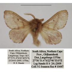 /filer/webapps/moths/media/images/S/swierstrae_Anadiasa_AM_TMSA.jpg