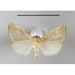 /filer/webapps/moths/media/images/R/roseocincta_Honeyiana_A_MGCLb_01.JPG