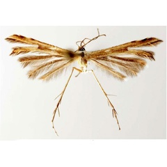 /filer/webapps/moths/media/images/H/hawkingi_Crassuncus_HT_BMNH.jpg