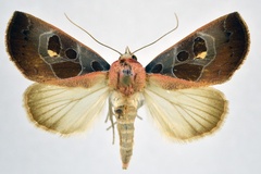 Westermannia roseitincta