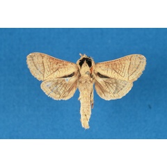 /filer/webapps/moths/media/images/H/hulstaerti_Haberlandia_HT_RMCA.jpg