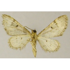 /filer/webapps/moths/media/images/A/annimasi_Chloroclystis_AM_ZSMb.jpg