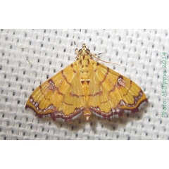 /filer/webapps/moths/media/images/R/retinalis_Isocentris_A_Bippus.jpg