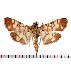 /filer/webapps/moths/media/images/P/phalaromima_Pardomima_AM_Poltavsky.jpg