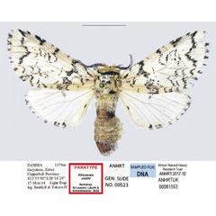 /filer/webapps/moths/media/images/S/smithi_Afrocerura_PTF_ANHRT.jpg