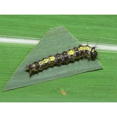 /filer/webapps/moths/media/images/A/atrata_Antheua_C_Goff_03.jpg