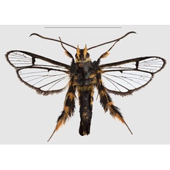 /filer/webapps/moths/media/images/A/auripes_Crinipus_AM_SMNSb.jpg