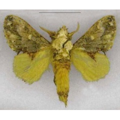 /filer/webapps/moths/media/images/H/haribda_Odontocheilopteryx_HT_ZSM.jpg