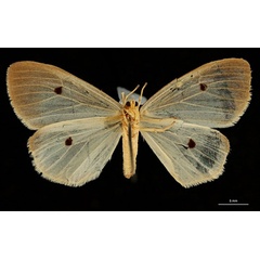 /filer/webapps/moths/media/images/T/tetrasticta_Parasoloe_HT_RBINSb.jpg