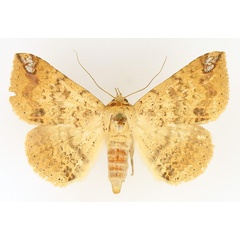 /filer/webapps/moths/media/images/S/sobria_Ericeia_AF_TMSA_01.jpg