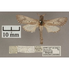 /filer/webapps/moths/media/images/M/mesosticta_Aethalopteryx_A_OUMNHa_02.jpg