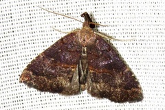 Hypena semlikiensis
