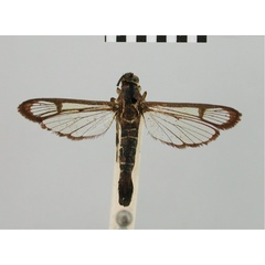 /filer/webapps/moths/media/images/C/cyanescens_Synanthedon_HT_BMNH.jpg