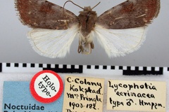 Lycophotia ecvinacea
