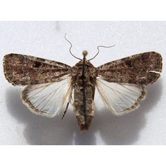 /filer/webapps/moths/media/images/T/triturata_Spodoptera_A_Goff_01.jpg