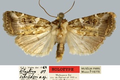 Elyptron schroederi