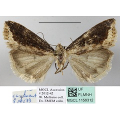/filer/webapps/moths/media/images/A/atripars_Emmelia_A_MGCLa_02.JPG