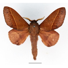 /filer/webapps/moths/media/images/X/xanthogramma_Phoenicladocera_AM_Basquin_01.jpg