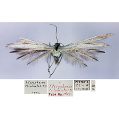 /filer/webapps/moths/media/images/C/colubratus_Pterophorus_HT_TMSA.jpg