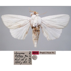 /filer/webapps/moths/media/images/D/dianae_Leocyma_ST_MNHN.jpg