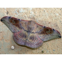 /filer/webapps/moths/media/images/P/prox_Orthogonioptilum_A_Voaden.JPG