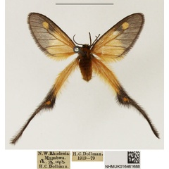 /filer/webapps/moths/media/images/X/xanthophila_Semioptila_AF_NHMUK_01.jpg
