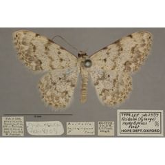 /filer/webapps/moths/media/images/N/nepheloperas_Scopula_PTM_OUMNHa_04.jpg