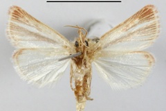 Timora rubristria