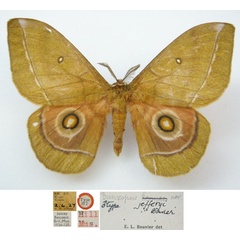 /filer/webapps/moths/media/images/J/jefferyi_Bunaeopsis_HT_NHMUKa.jpg