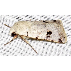 /filer/webapps/moths/media/images/M/melanephra_Lycophotia_A_Braun_10.jpg